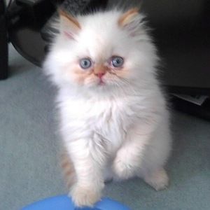 Meet your Posher, Lisa